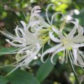 白花彼岸花、リコリス・アルビフローラ（L. albiflora）