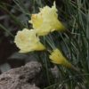 原種スイセン  、ナルキサス・カンタブリカス　‘クラウンカップ’ 　Narcissus cantabricus　`crown cup’